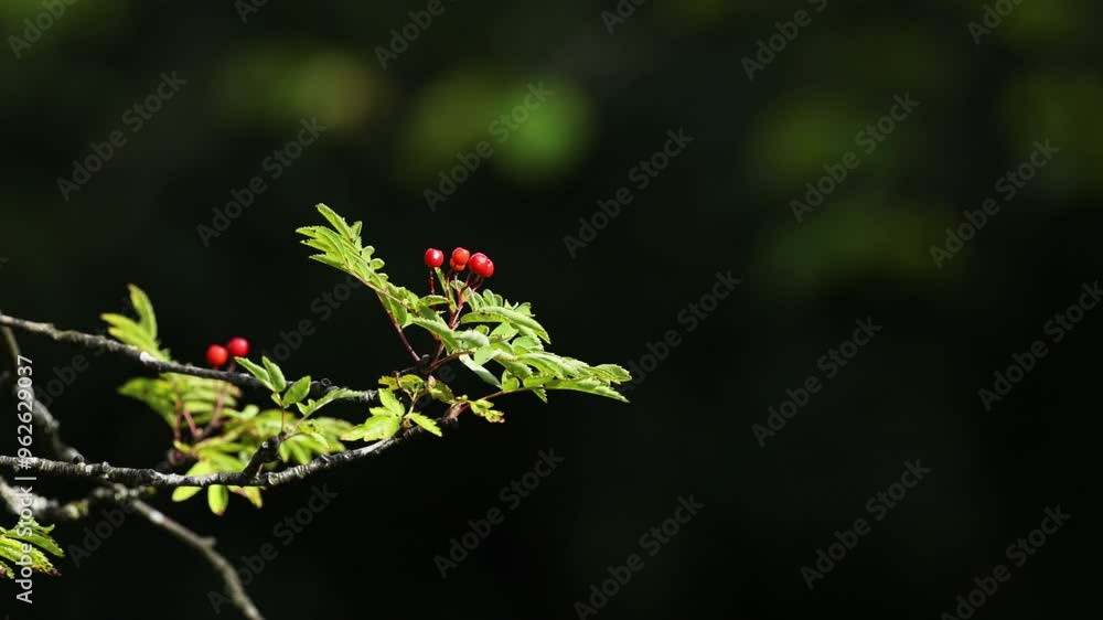 Rowan Tree Branch with Berries