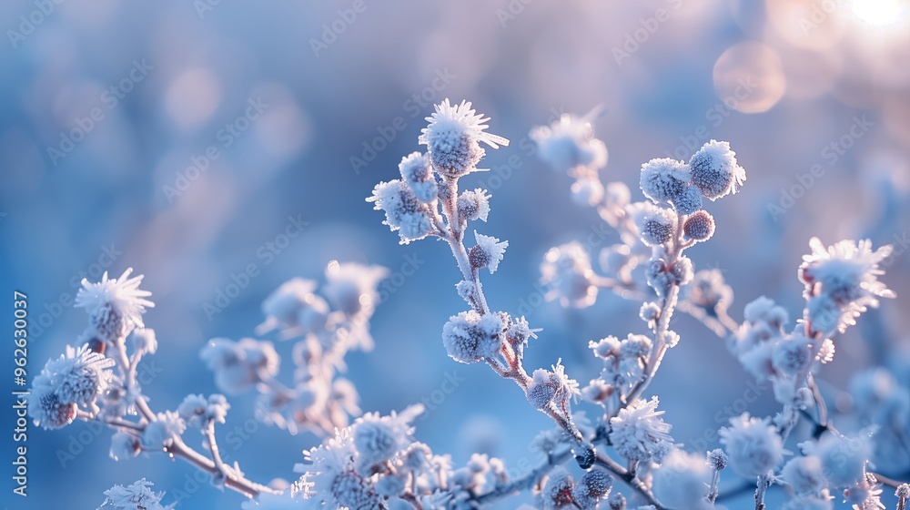 Close-up of hoarfrost covered plants in winter Close-up of hoarfrost covered plants in winter