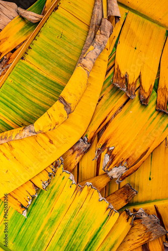 Colorful Banana leaf in backlit by the sunlight. Abyssinian or Ethiopian black banana 'Maurelii'  photo