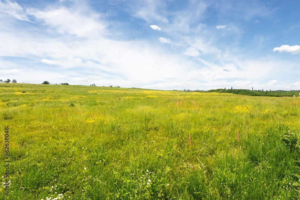 Fototapeta premium Meadow Landscape Background