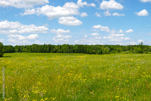 Meadow Landscape Background