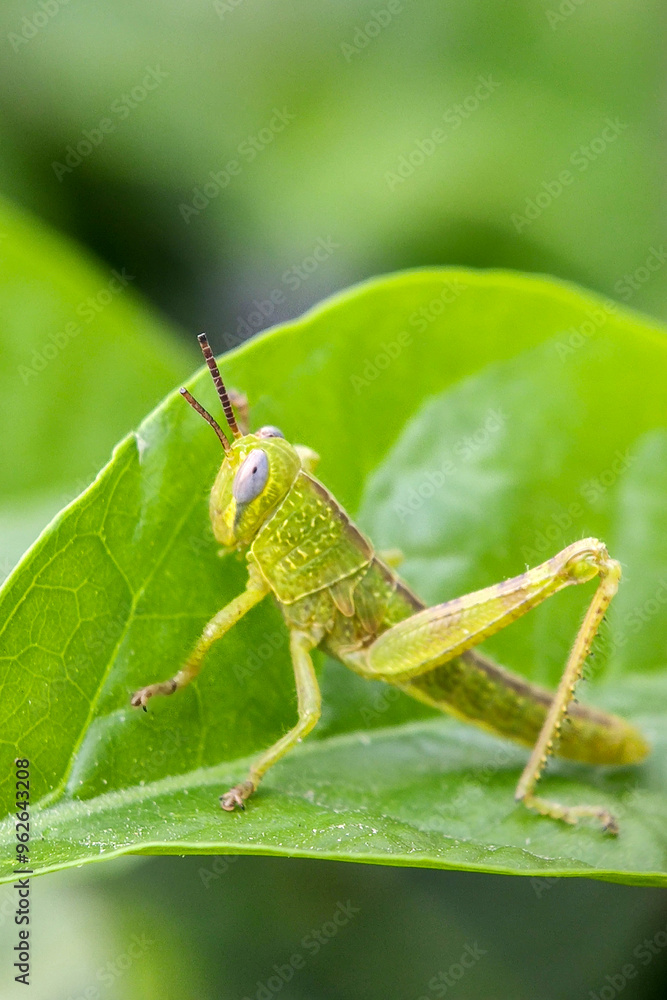 Green grasshopper perched on a leaf Green grasshopper perched on a leaf