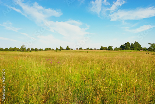 Meadow Landscape Background