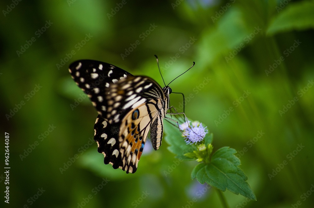 Butterfly on a flower, feeding time! Butterfly on a flower, feeding time!