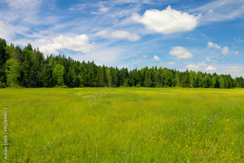 Meadow Landscape Background