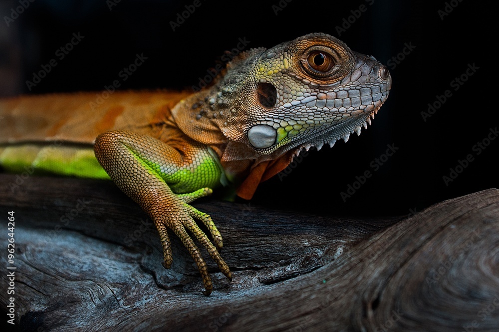 Obraz premium Iguana on a tree