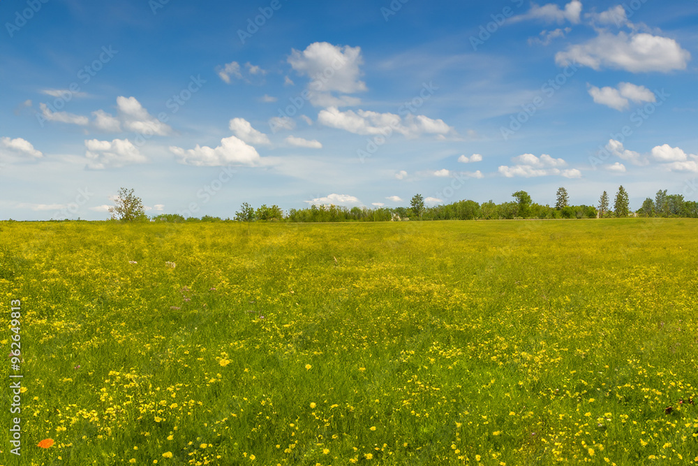 Fototapeta premium Meadow Landscape Background
