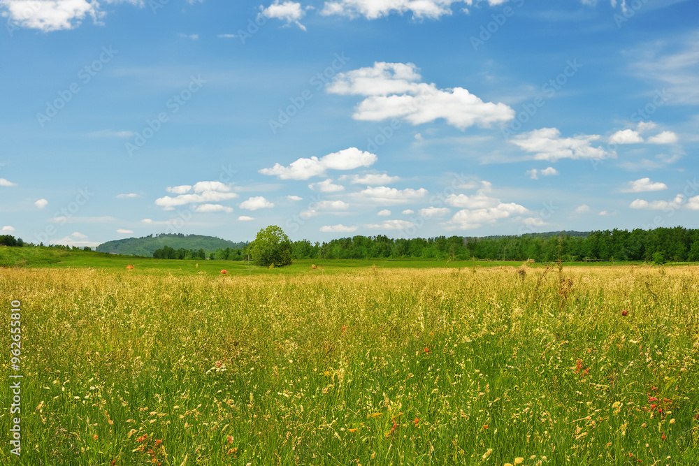 Meadow Landscape Background