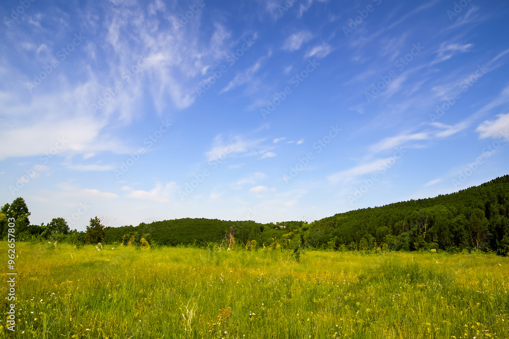Meadow Landscape Background