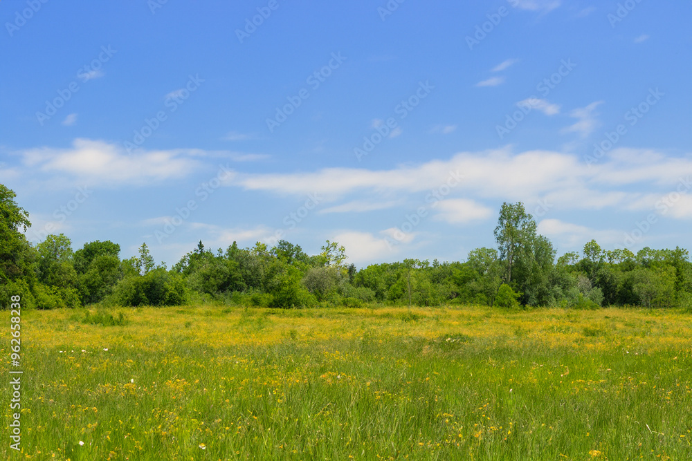 Obraz premium Meadow Landscape Background