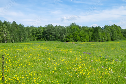 Meadow Landscape Background