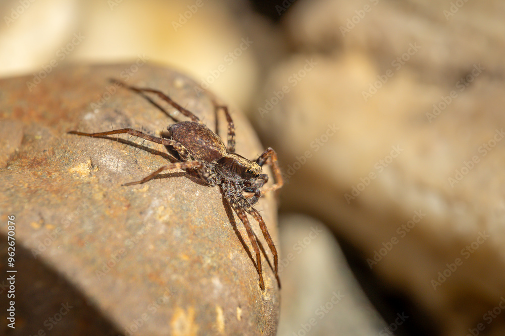 Eine Spinne sonnt sich auf einem Stein. Eine Spinne sonnt sich auf einem Stein.