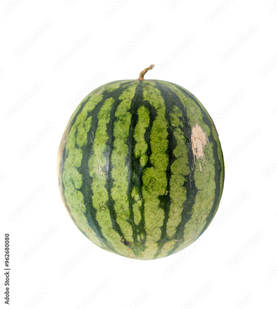 A green watermelon with a white stem A green watermelon with a white stem