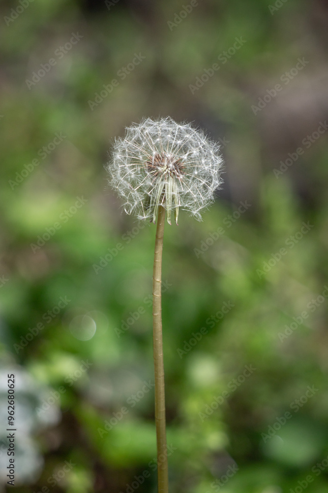 A single dandelion flower is the main focus of the image A single dandelion flower is the main focus of the image