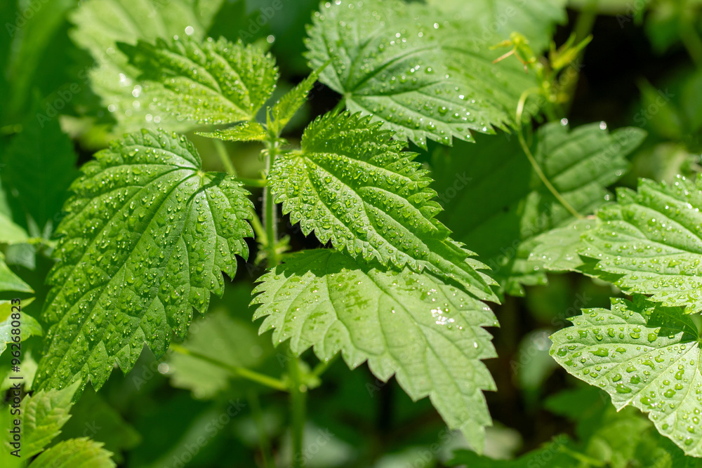 A leafy green plant with droplets of water on it A leafy green plant with droplets of water on it
