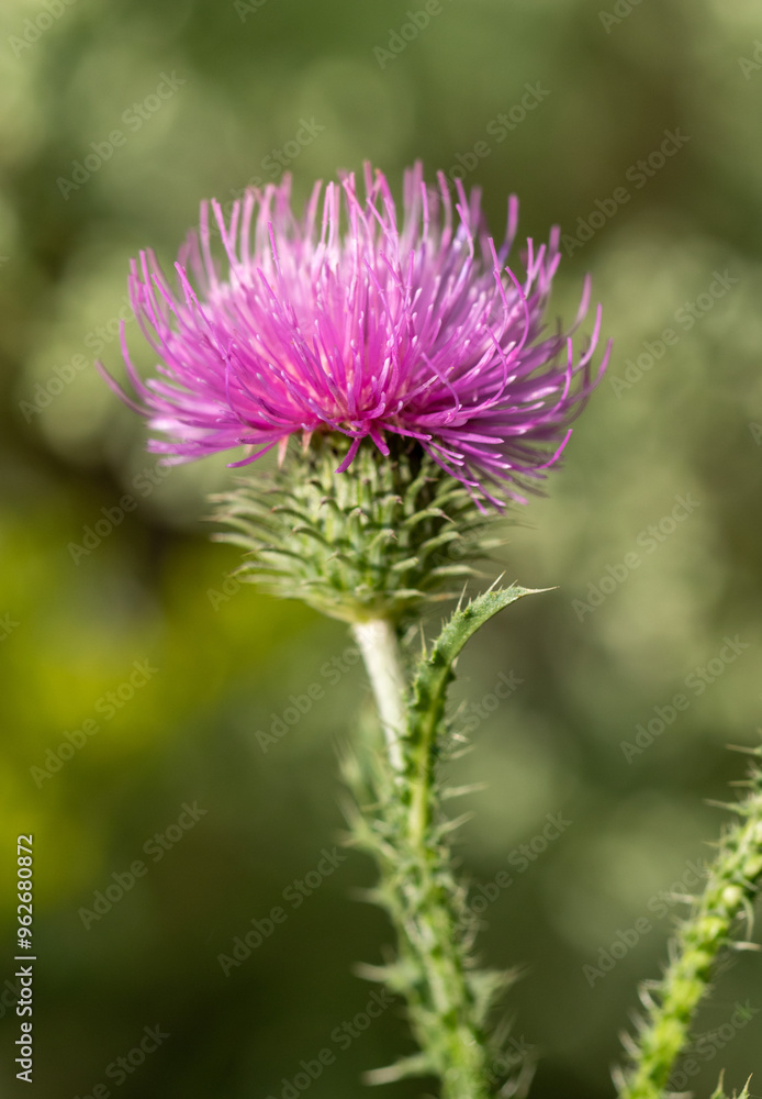 A single purple flower with a green stem A single purple flower with a green stem