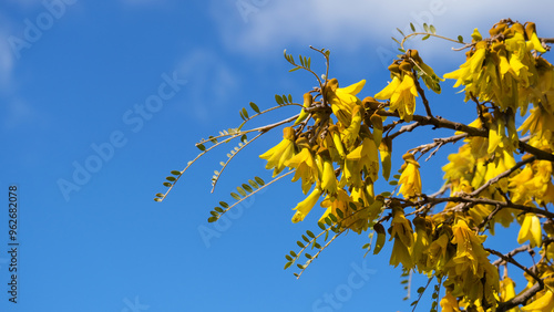 Kōwhai native New Zealand tree with bright yellow flowers blooming in the spring against blue sky