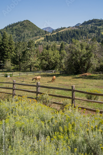 Horses in Corral Country Utah Agriculture