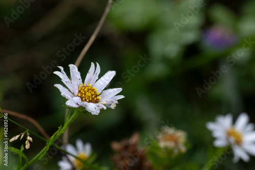 지리산 노고단 야생화