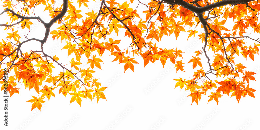 Orange autumn leaves background Orange autumn leaves background
