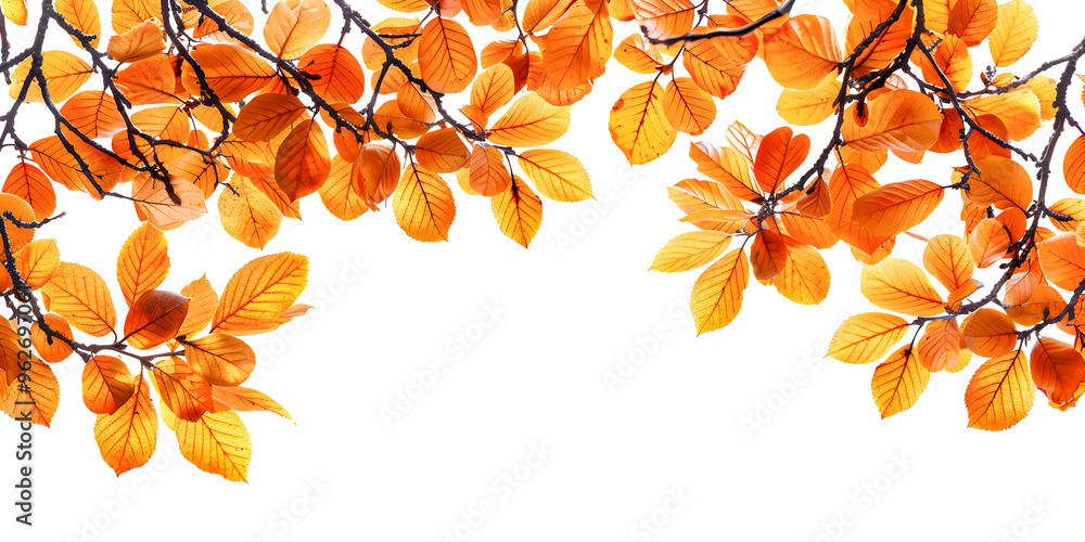 close up autumn leaves isolated on white background close up autumn leaves isolated on white background