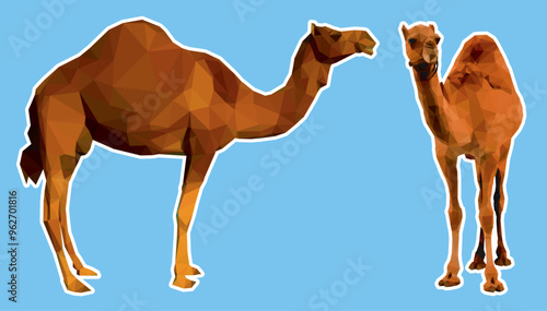 Camels