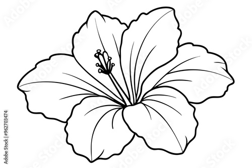 hibiscus line art, hibiscus flower line art vector illustration, hibiscus flower Svg
