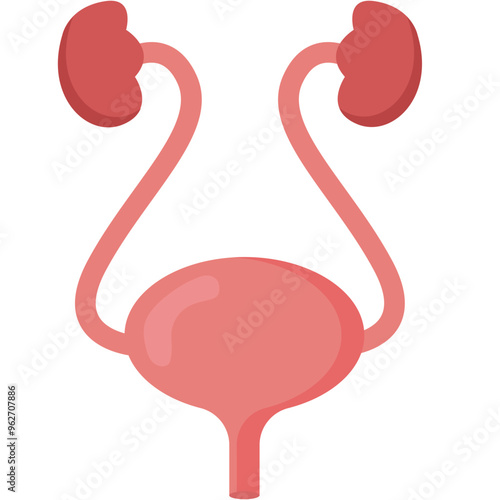 Bladder. Vector Illustration photo