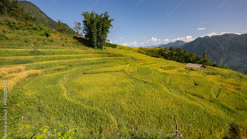 Landscape with green and yellow rice terraced fields and cloudy sky in North Vietnam Landscape with green and yellow rice terraced fields and cloudy sky in North Vietnam