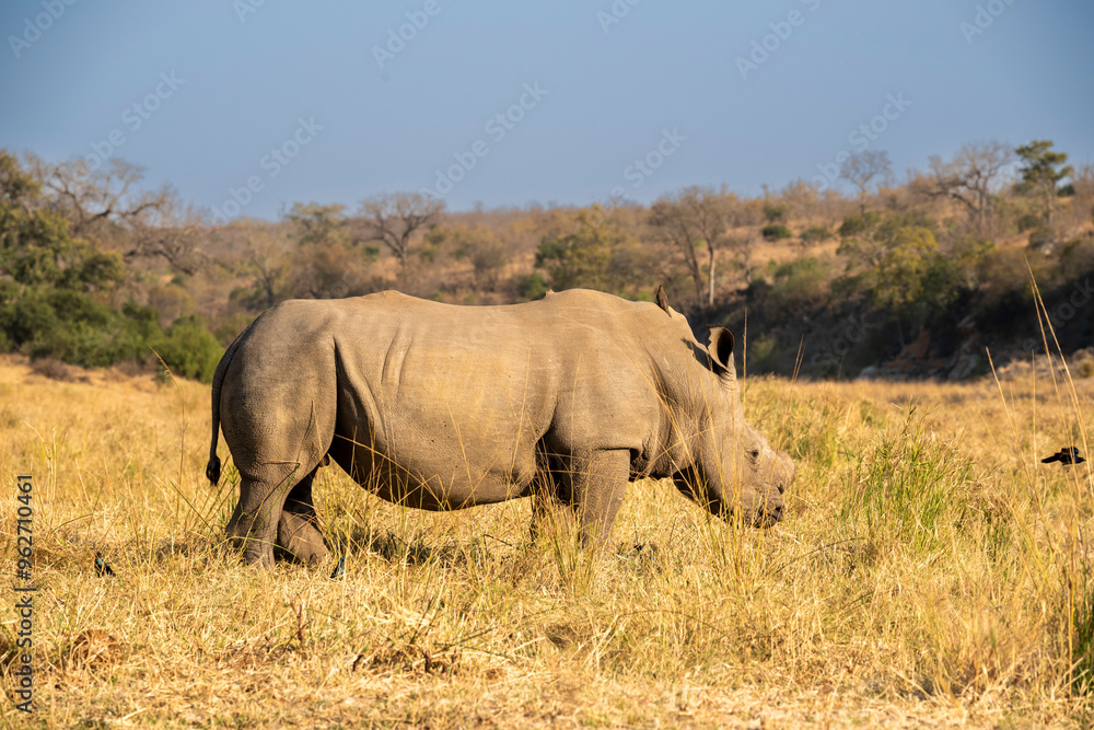 Fototapeta premium Rhinoceros, commonly abbreviated to rhino, is a member of any of the five extant species of odd-toed ungulates in the family Rhinocerotidae, on safari in the Kruger Park South Africa