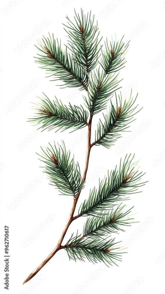 Watercolor illustration of a pine branch with green needles and brown cones isolated on a white background. Watercolor illustration of a pine branch with green needles and brown cones isolated on a white background.