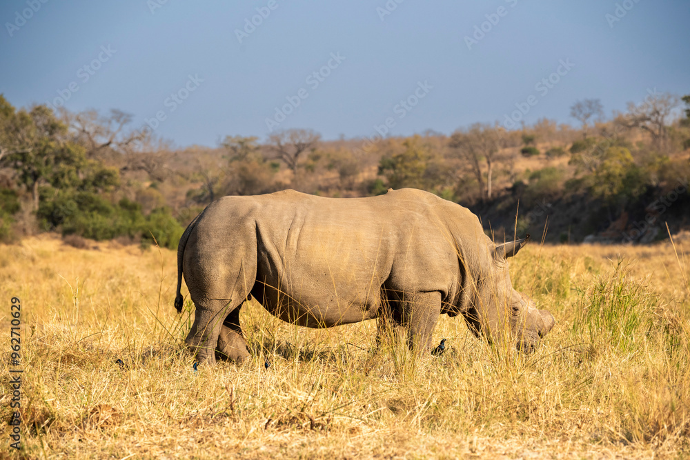 Fototapeta premium Rhinoceros, commonly abbreviated to rhino, is a member of any of the five extant species of odd-toed ungulates in the family Rhinocerotidae, on safari in the Kruger Park South Africa