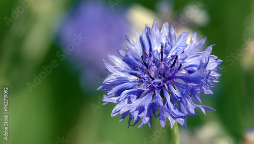 Flowers Cornflower blue or Cornflower