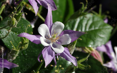 Flowers Aquilegia or Columbine