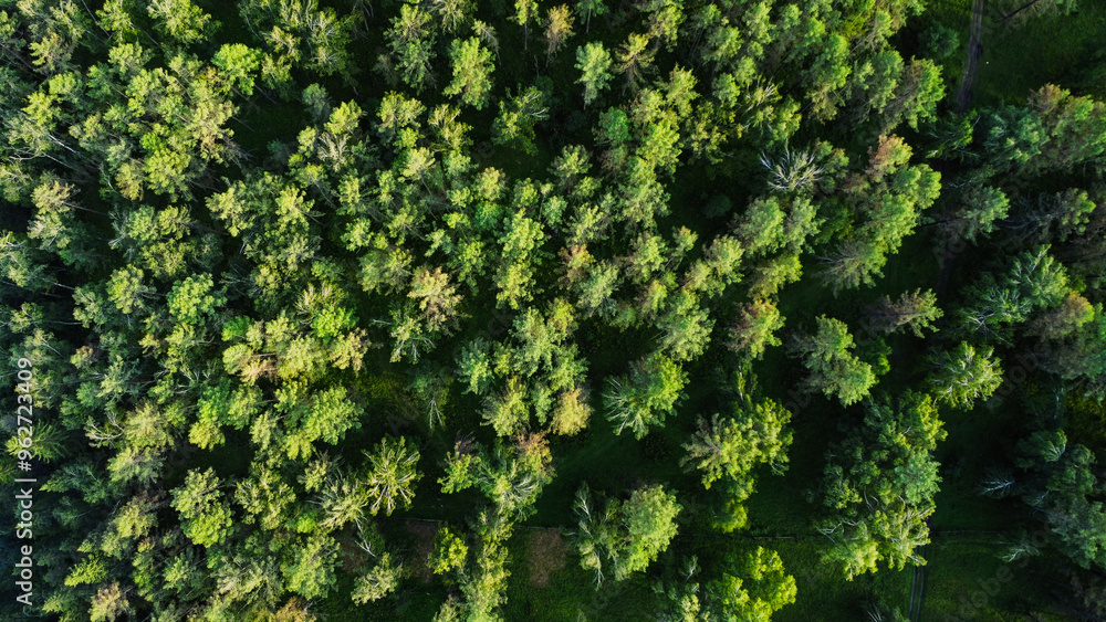 Aerial view of forest in Sweden at sunrise. Drone shot flying over spruce conifer treetops, nature background Aerial view of forest in Sweden at sunrise. Drone shot flying over spruce conifer treetops, nature background