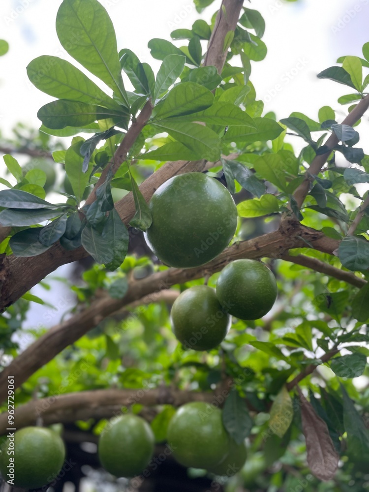 crescentia cujete, fruit from America, fresh green, bright afternoon crescentia cujete, fruit from America, fresh green, bright afternoon