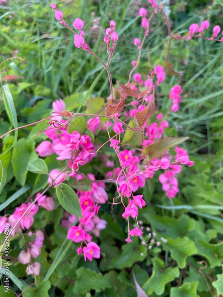 Obraz premium pink flowers bushes grass, natural background