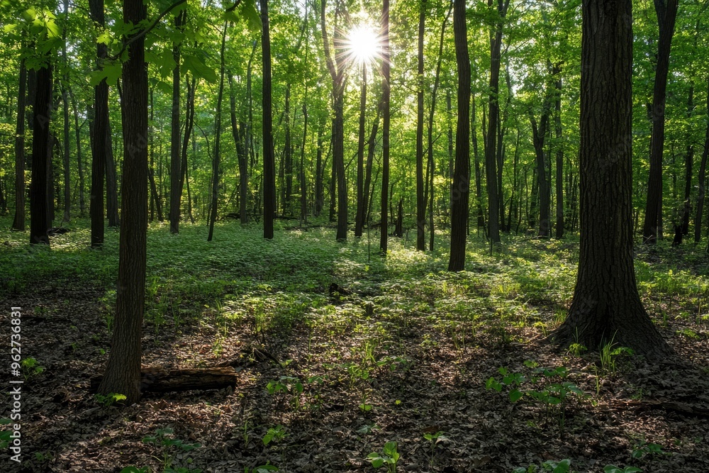Obraz premium Observing the sun peeking through the trees in a forest is a serene experience, surrounded by terrestrial plants and a variety of shades of green and brown in the natural landscape, ai