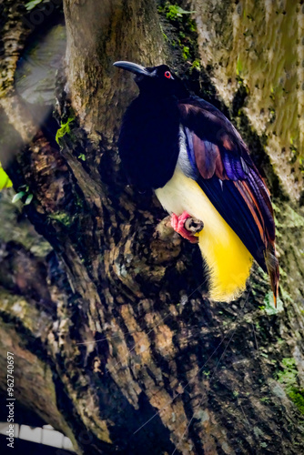 Twelve wired bird of paradise Seleucidis melanoleucus photo