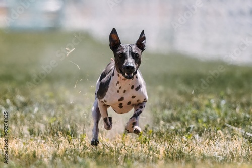 Obraz na płótnie American Hairless Terrier Dog Running Lure Course Dog Sport