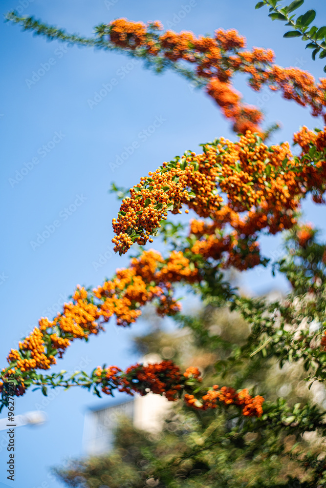 Fototapeta premium Ripe rowan berries on the bush