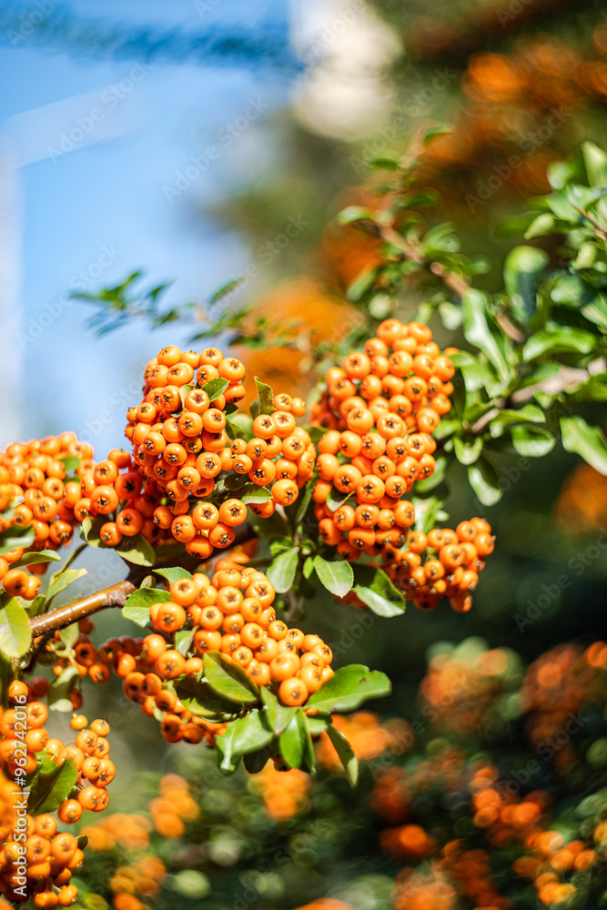 Ripe rowan berries on the bush Ripe rowan berries on the bush