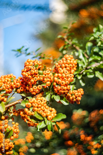 Ripe rowan berries on the bush