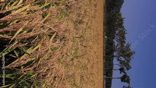 実りの稲穂