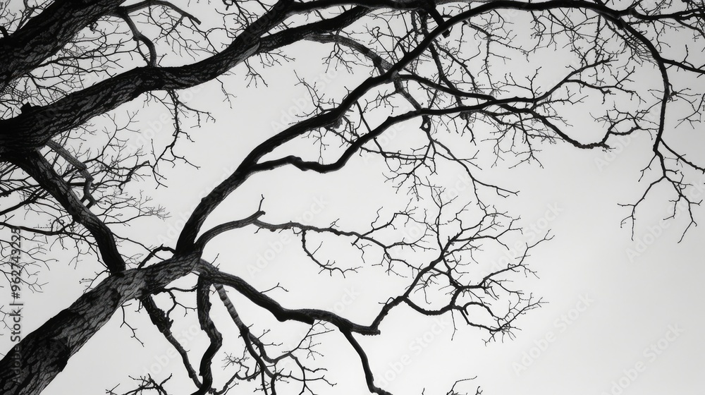 Fototapeta premium Black and white photograph of leafless tree branches