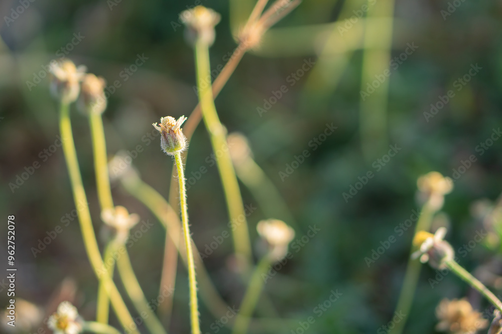 Delicate Flower Buds in Sunlight Delicate Flower Buds in Sunlight