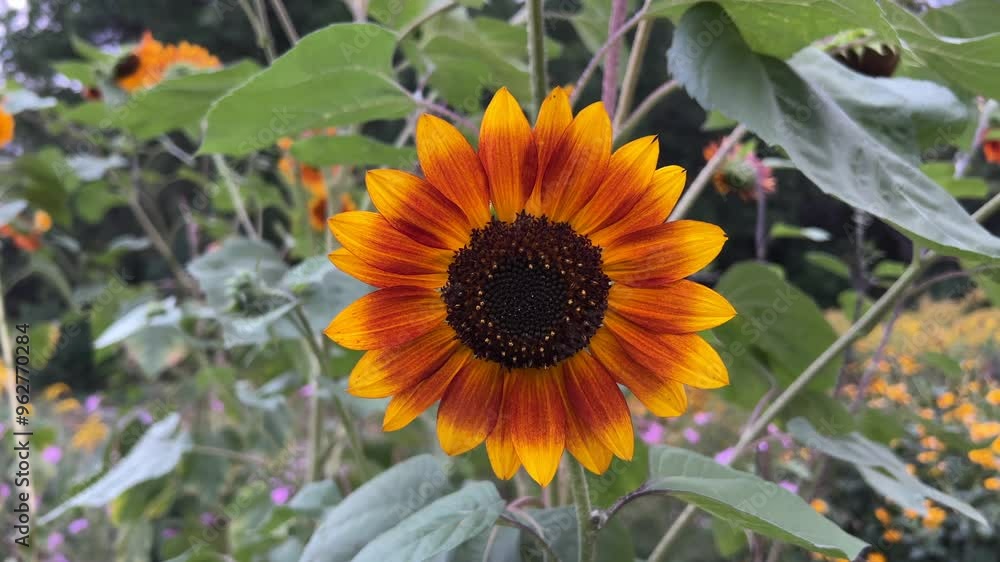 Round colorful sunflower in the center close-up Round colorful sunflower in the center close-up