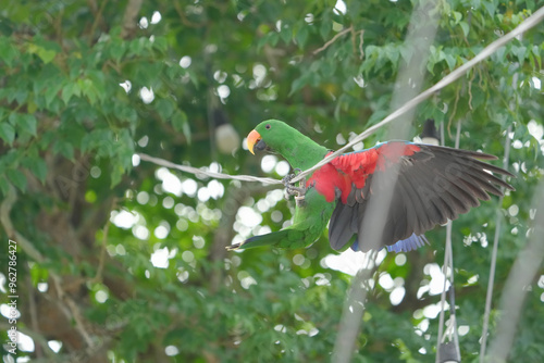 Eclectus Parrot green bird on electric wire photo