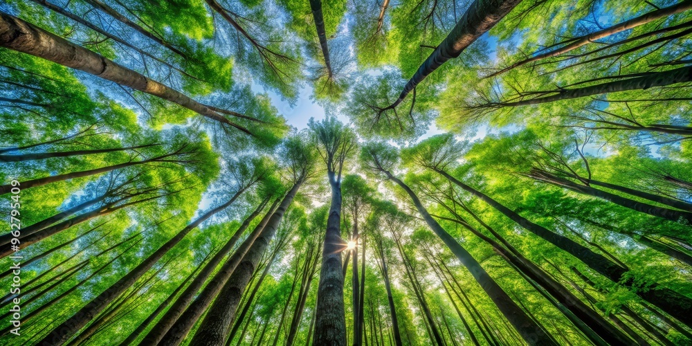 Looking Up Through a Canopy of Green Trees, Wide Angle, Vibrant Green Leaves, Sunlight Filtering Through, Forest, Nature, Ecology Looking Up Through a Canopy of Green Trees, Wide Angle, Vibrant Green Leaves, Sunlight Filtering Through, Forest, Nature, Ecology
