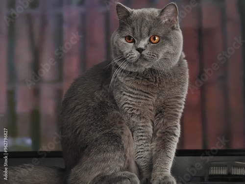 portrait of a cat
